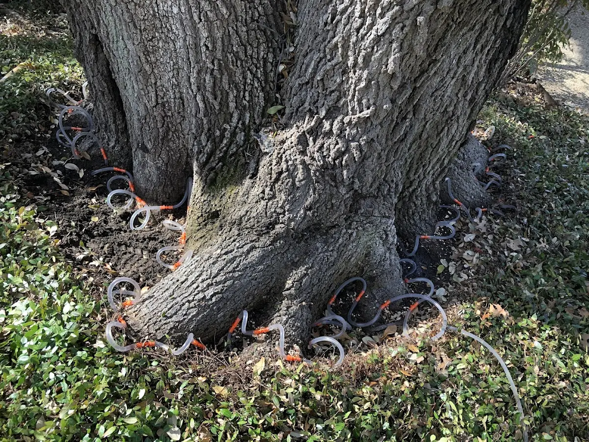 Detailed Tree Cabling and Bracing job site in Poncha Springs