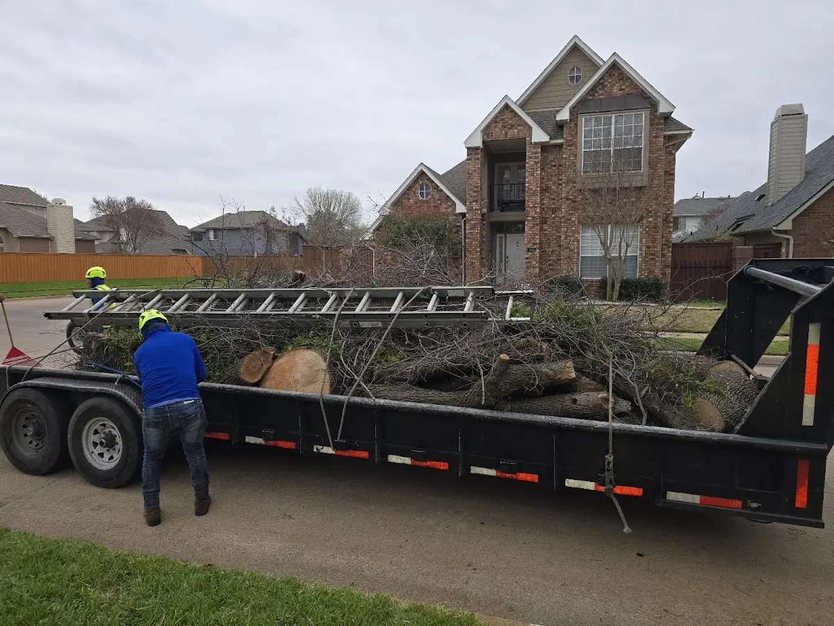 Expert Tree Removal with proper safety equipment in Poncha Springs